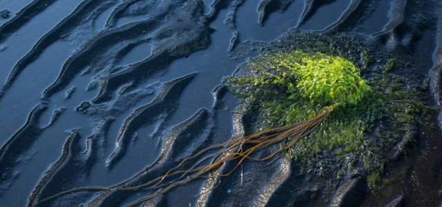 Rätselhafte Schiffshavarie: Riesiger Ölteppich bedroht Karibikinsel Tobago