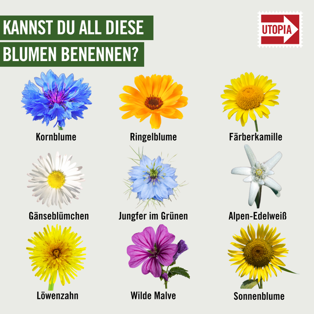 hier-kommt-die-aufloesung-des-blumen-raetsels-utopia-230817_download Hier kommt die Auflösung des Blumen-Rätsels.