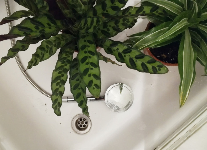 dracaena lemon Dracaena Lemon Lime main image 0