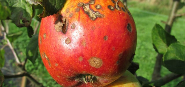 Apfelschorf erkennen und umweltschonend bekämpfen