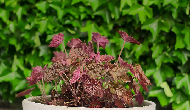 Purpurglckchen pflanzen: Tipps zu Pflege im Garten oder Kbel - Utopia.de