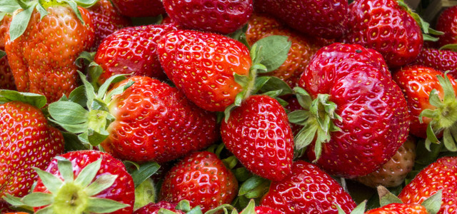 Mehr Erdbeeren ernten: Dafr musst du diese 4 Dinge tun - Utopia.de