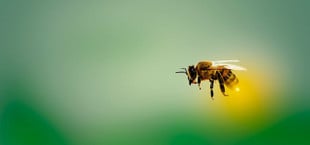 10 Pflanzen, die Bienen nichts nützen