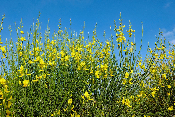hanf welcher dünger Bio Hanf & Cannabis Bloom Dünger – Organischer Blütendünger main image 1