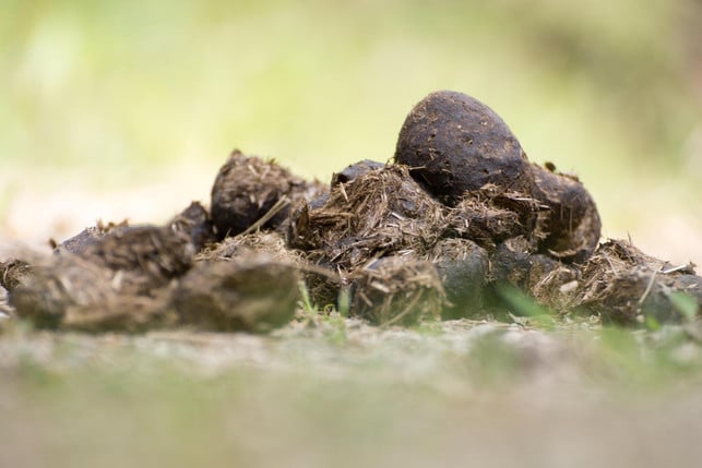 pferdemist-lockert-den-boden-auf-cc0-pixabay-fotomecky-250418_download Pferdemist lockert den Boden auf.