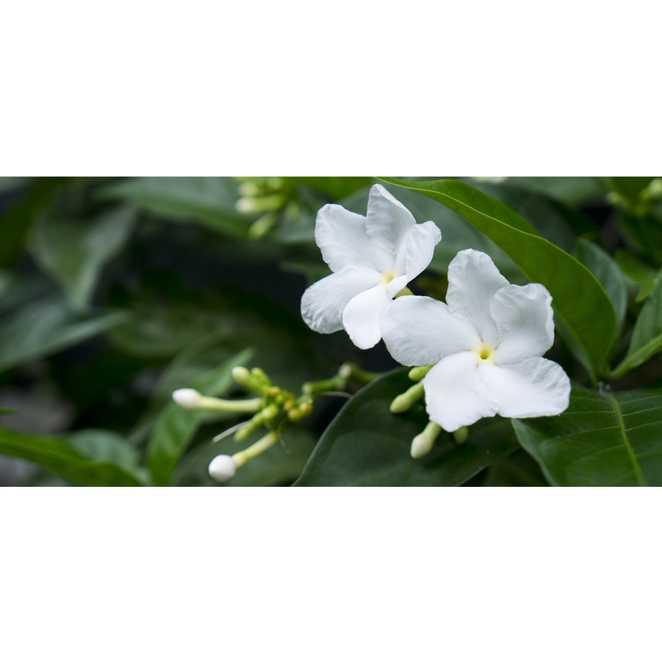 Jasmin berwintern: So bersteht die Blume die kalte Jahreszeit - Utopia.de