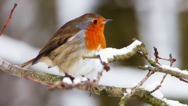 voegel-im-winter-cc0-pixabay-publicdomainpictures-190817 vögel im winter