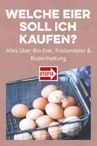 Bio-Eier, Freilandeier, Bodenhaltung – welche Eier soll ich kaufen? Bio-Eier, Freilandeier, Bodenhaltung – welche Eier soll ich kaufen?