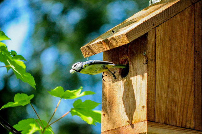 in-einem-nachhaltigen-garten-finden-tiere-untersch-cc0-pixabay-skitterphoto-220812_download In einem nachhaltigen Garten finden Tiere Unterschlupf.