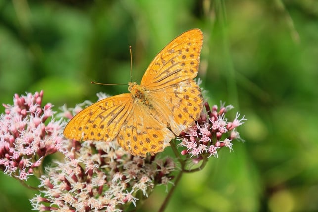 anders-als-der-sommerflieder-hat-baldrian-viele-vo-cc0-pixabay-nickype-240325_download Anders als der Sommerflieder hat Baldrian viele Vorteile für die regionale Flora und Fauna.