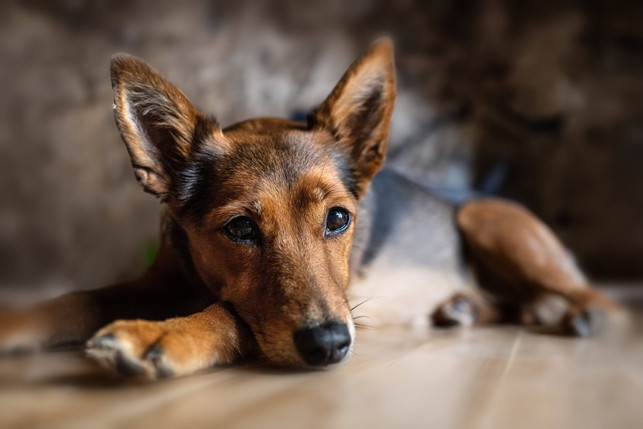 nachdem-du-deinen-hund-adoptiert-hast-wird-er-noc-cc0--pixabay--guvo59-251110_download Nachdem du deinen Hund adoptiert hast, wird er noch verunsichert sein.