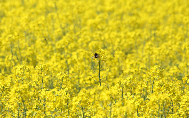 oele-fette-raps-pb-nautilus64-170517-1280x800 Raps - Rapsöl