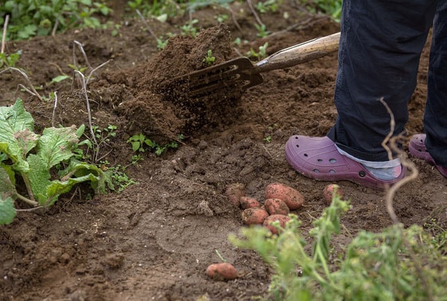 bamberger-hoernchen-werden-in-handarbeit-geerntet-cc0-pixabay-andreasgoellner-191028_download Bamberger Hörnchen werden in Handarbeit geerntet.