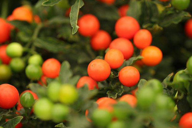 die-weihnachtskirsche-ist-mitglied-der-familie-der-cc0-pixabay-marjonhorn-211229_download Die Weihnachtskirsche ist Mitglied der Familie der giftigen Tollkirschen.