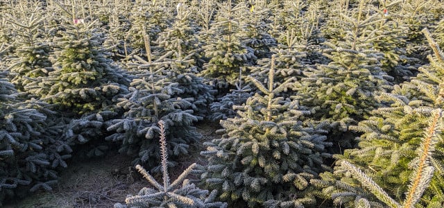 BUND kritisiert Pestizideinsatz auf Weihnachtsbaum-Plantagen