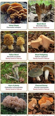 app-zum-pilze-bestimmen-shroomify-mushroom-ident-screenshot-chantal-gilbrichutopia-200213_download App zum Bestimmen von Pilzen: "Shroomify Mushroom Identification".