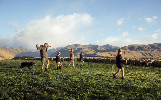 Neu3_Devold-190403-026-Glenmore-Station Devold of Norway Schafe Wolle