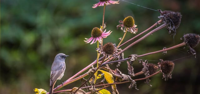 Verblühte Stauden sollte man im Herbst nicht abschneiden