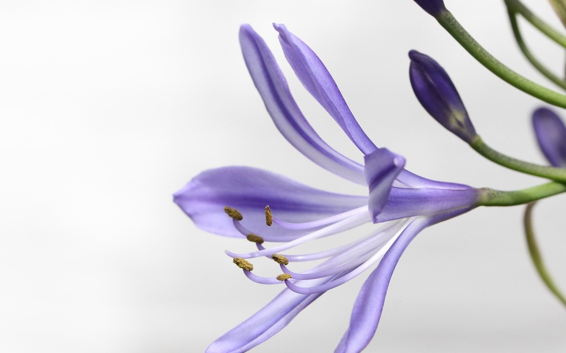 Agapanthus berwintern: So schtzt du die Schmucklilie vor dem Winter -  Utopia.de