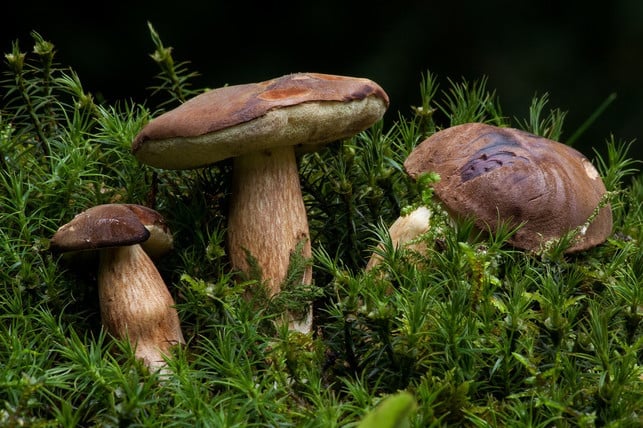 der-maronen-roehrling-hat-einen-schlankeren-stiel-a-cc0-pixabay-stux-201029_download Der Maronen-Röhrling hat einen schlankeren Stiel als der Steinpilz.