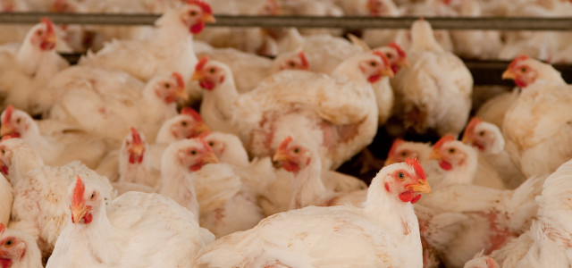 Massentierhaltung: Hühner