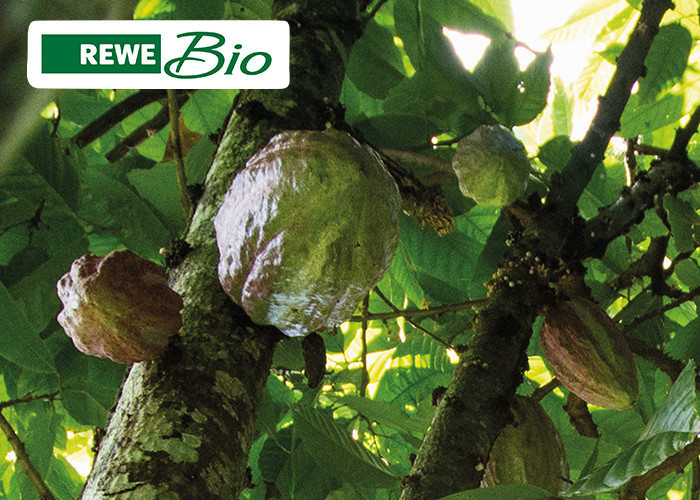 REWE Bio Fair Trade Nikolaus mit 100% Fairem Kakao