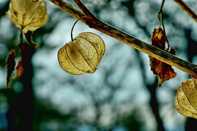 physalis-cc0-pixabay-schwoaze-190228_download Physalis