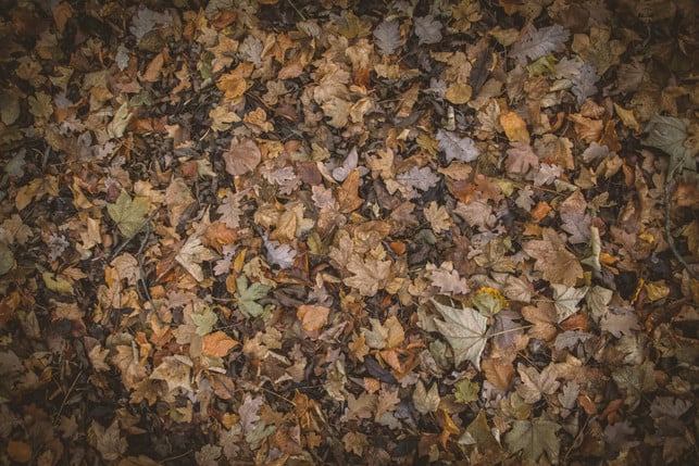 herbstlaub-laesst-sich-als-mulch-verwenden-cc0--pixabay--pexels-251009_download Herbstlaub lässt sich als Mulch verwenden.