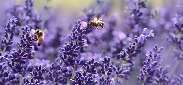 lavendel-ist-ein-wahrer-bienenmagnet-cc0-public-domain-pixabay-castleguard-170801 Lavendel ist ein wahrer Bienenmagnet.