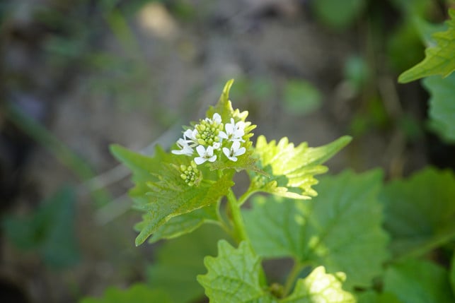 die-knoblauchsrauke-enthaelt-vitamin-a-und-c-cc0-pixabay-jhenning-250224_download Die Knoblauchsrauke enthält Vitamin A und C.