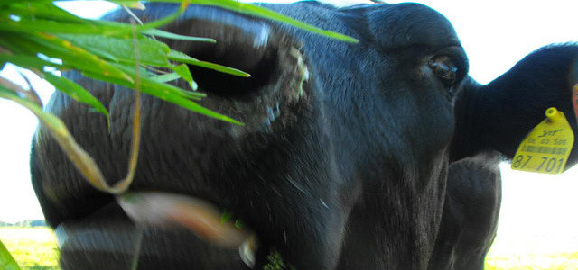 150611-bio-siegel-tierhaltung-kuh-x_Eating-cow_blumblaum_cc-by-2.0_640x300 Bio bedeutet auch nachhaltigere Landwirtschaft