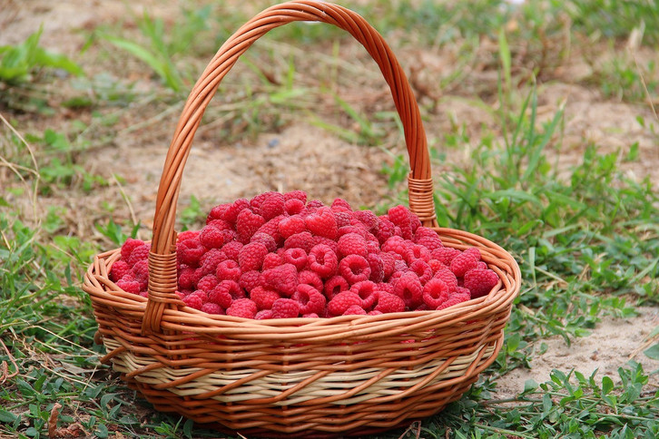 Himbeeren dngen: Richtiger Zeitpunkt und geeignete Pflanzendnger -  Utopia.de