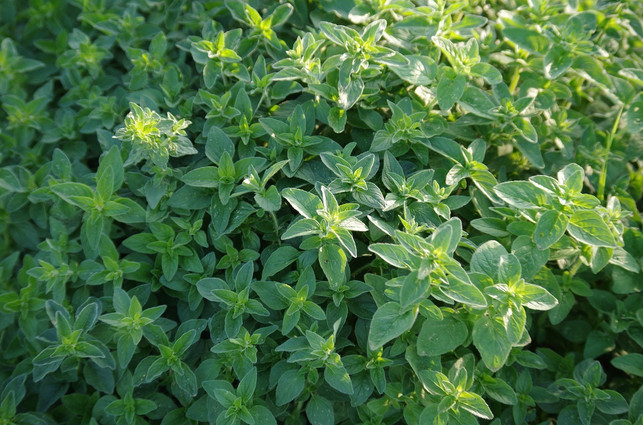 mit-etwas-vorbereitung-gedeiht-wilder-majoran-auch-cc0-pixabay-ajale-190829_download Mit etwas Vorbereitung gedeiht wilder Majoran auch in deinem Garten.