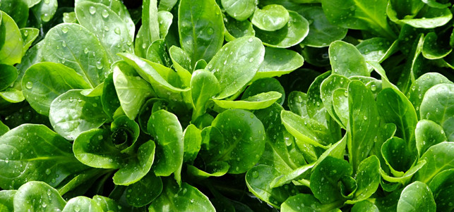 Öko-Test Feldsalat Feldsalat: laut Öko-Test gering, dafür aber mit gefährlichen Pestiziden belastet