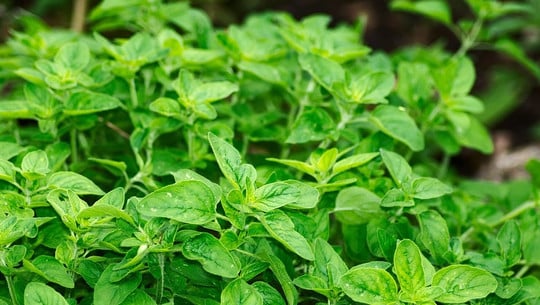 oregano-oel-cc0-pixabay-hanslinde-181008 Oregano-Öl