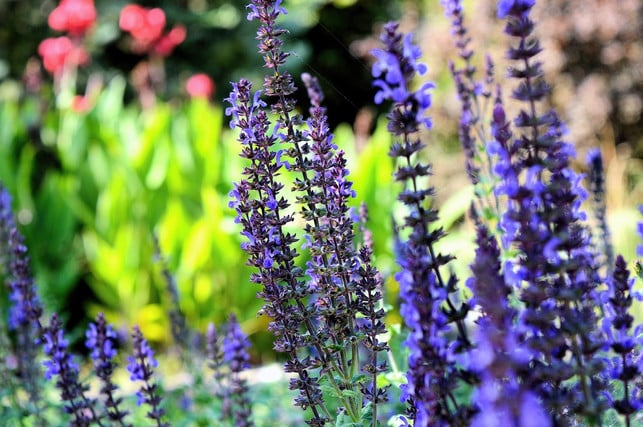 lavendel-im-garten-oder-auf-dem-balkon-kann-mit-se-cc0-pixabay-1816164-230622_download Lavendel im Garten oder auf dem Balkon kann mit seinem Duft Mücken vertreiben.