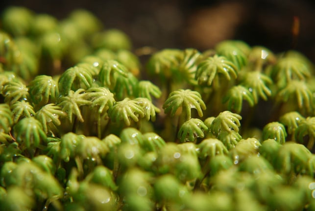 Lebermoos Lebermoos kannst du unter anderem im Garten anwenden.