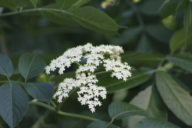 obwohl-blattlaeuse-die-blaetter-des-holunders-befall-cc0--pixabay--stonyridgefarm-250610_download Obwohl Blattläuse die Blätter des Holunders befallen, finden sie sich bei der Ernte auch oft in den Blüten