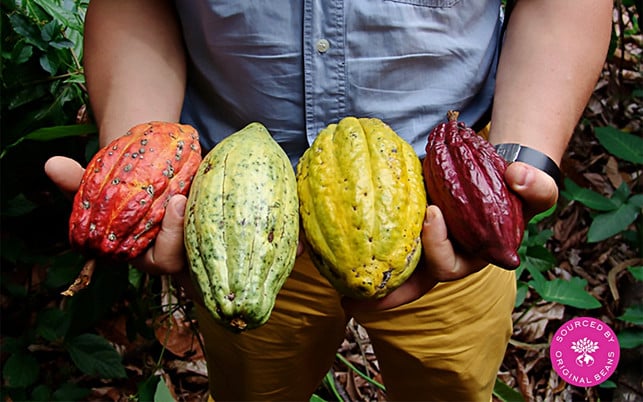 Kakaobohnen Arten Sorten Original Beans Schokolade Original Beans verarbeitet seltene Kakaosorten zu Schokolade