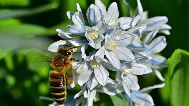bienen-pflanzen-garten-puschkinie-maerz-pb-jggrz-240306-1280x720 Die bienenfreundliche Kegelblume gehört zu den ersten Pflanzen, die im Frühjahr blühen.