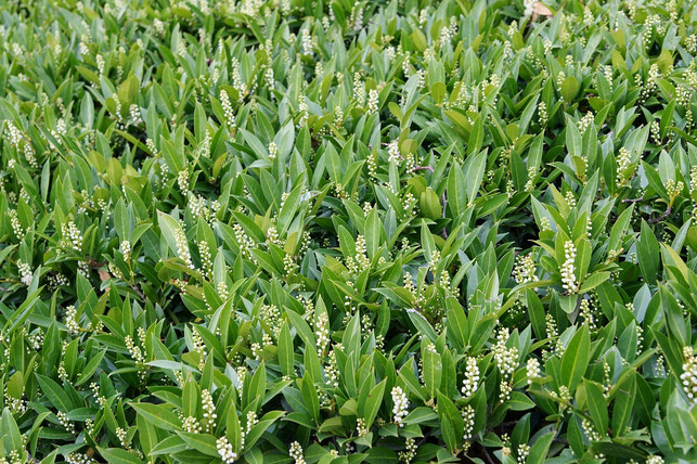 der-kirschlorbeer-ist-eine-invasive-pflanzenart-cc0-pixabay-janvanbizar-240827_download Der Kirschlorbeer ist eine invasive Pflanzenart.