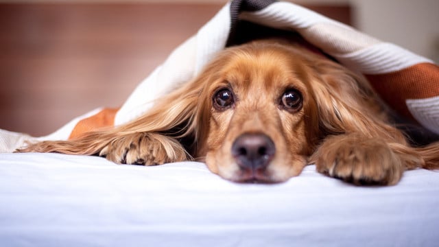 hund-angst-silvester-pb-Alkhaine-221228-1920x1209 Was hilft Hunden an Silvester?