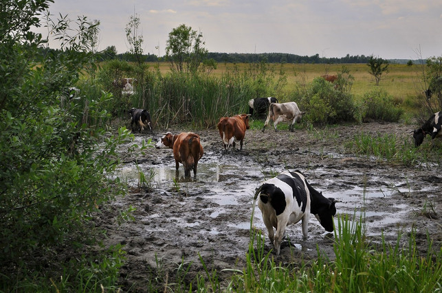 die-traditionelle-viehwirtschaft-ist-fuer-feuchtwie-cc0pixabayihtar-210312_download Die traditionelle Viehwirtschaft ist für Feuchtwiesen ein guter Schutz.