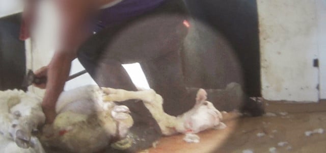 wolle-australien-bilder-z-peta-171221-640x300 Peta Wolle Schaf Australien