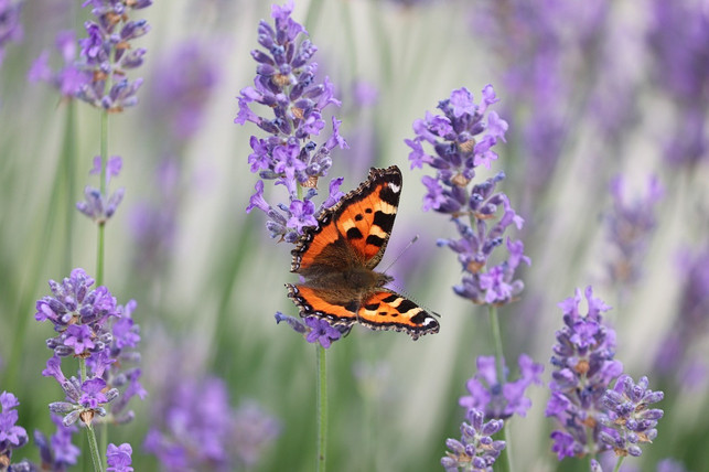 lavendel-ist-reich-an-nektar-und-pollen-das-zieh-cc0-pixabay-manfredrichter-230323_download Lavendel ist reich an Nektar und Pollen - das zieht Schmetterlinge und Bienen an.