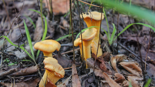 pfifferlinge-sammeln-cc0--pixabay--almix1-250807 pfifferlinge sammeln