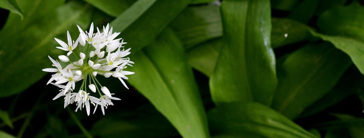 welcher dünger hat viel kalium Hybrid-Bloom-Dünger 1 Liter – Purgrün main image 0