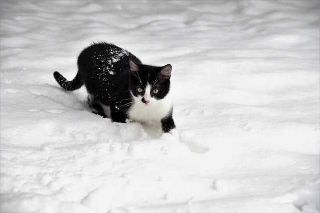 im-winter-brauchen-streunerkatzen-besondere-hilfe-cc0-pixabay-ivabalk-241120_download Im Winter brauchen Streunerkatzen besondere Hilfe.