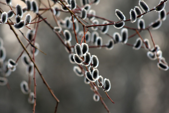 einige-weidenarten-eignen-sich-gut-als-winterharte-cc0-pixabay-titiki-191203_download Einige Weidenarten eignen sich gut als winterharte Heckenpflanzen und sind deshalb ein guter Ersatz für den Buchsbaum.