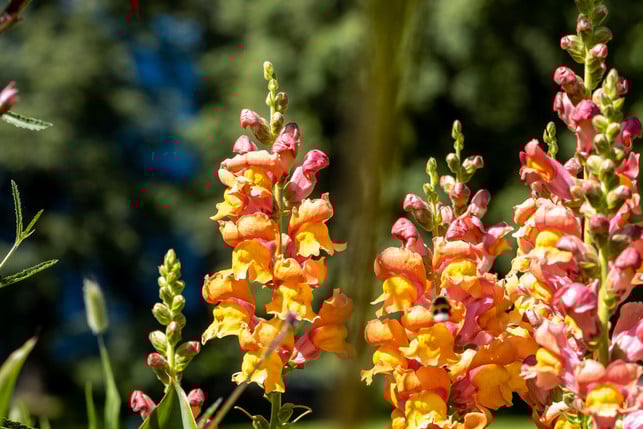 das-farbenfrohe-loewenmaeulchen-ist-eine-bienenfreun-cc0--pixabay--photorama-250812_download Das farbenfrohe Löwenmäulchen ist eine bienenfreundliche Alternative zur Geranie.